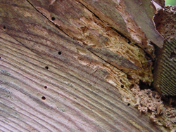 Coastside Termite